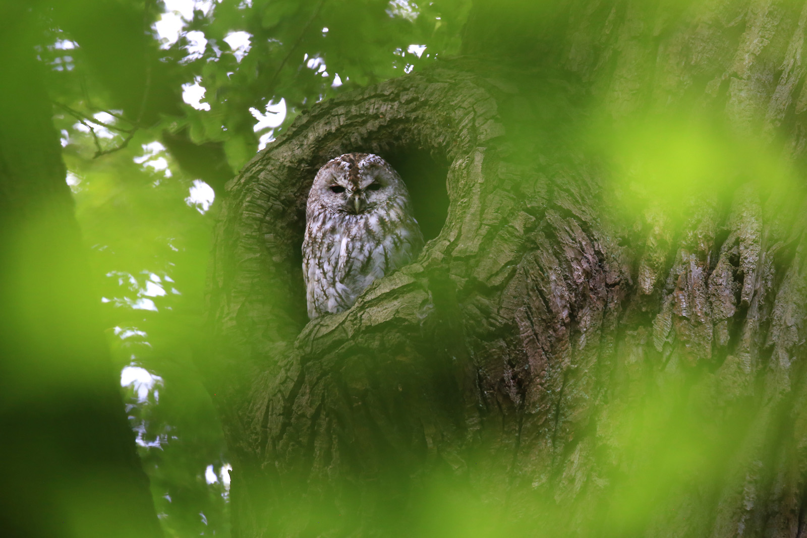 Beblätterter Waldkauz