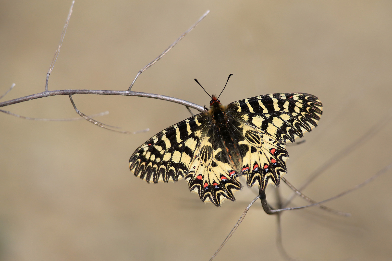 Osterluzeifalter (Zerynthia polyxena)