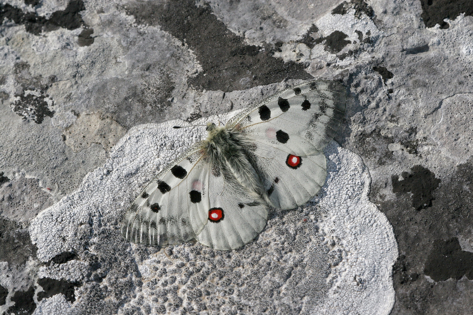Apollo (Parnassius apollo)