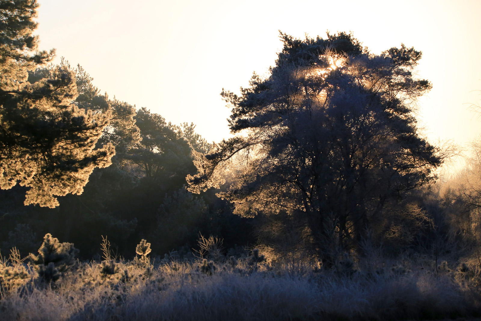 Kiefernwald im Raureif