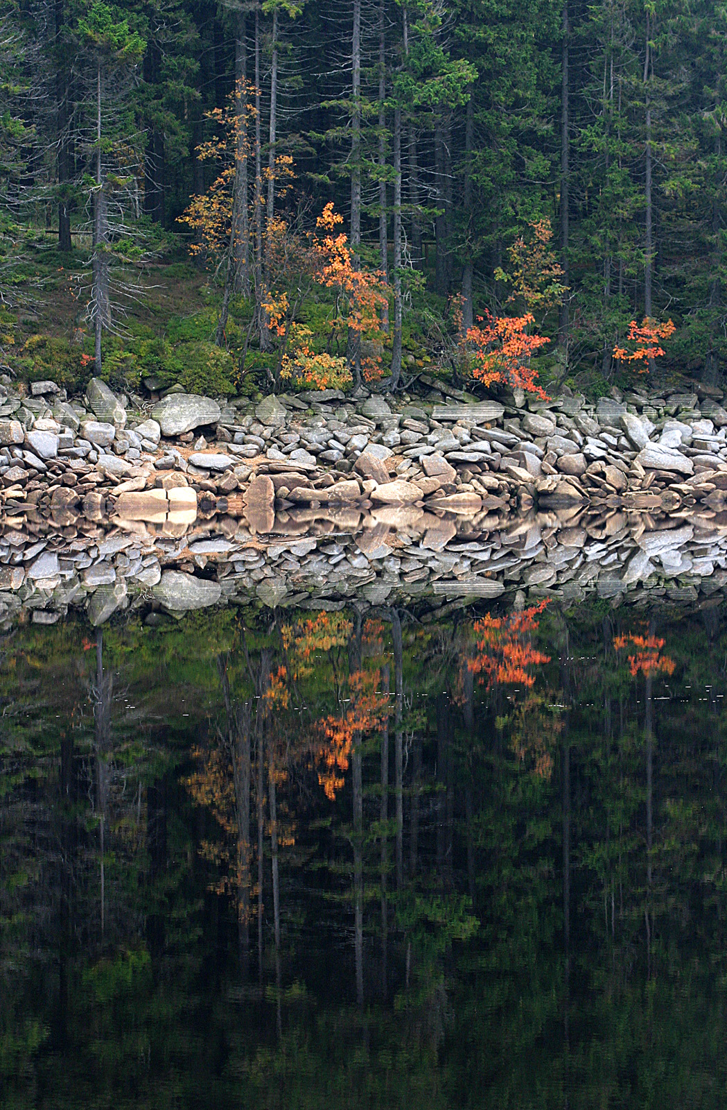 Spiegelnde Herbstbäume