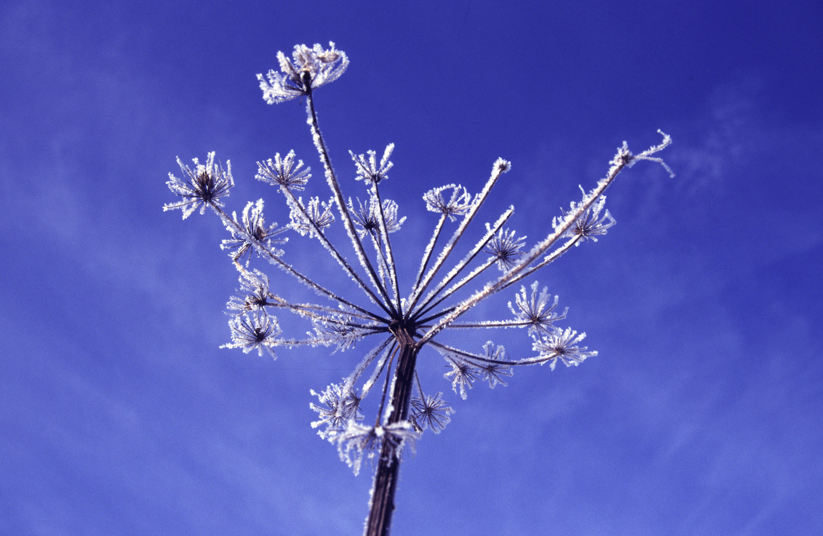 Umbellifere im Raureif