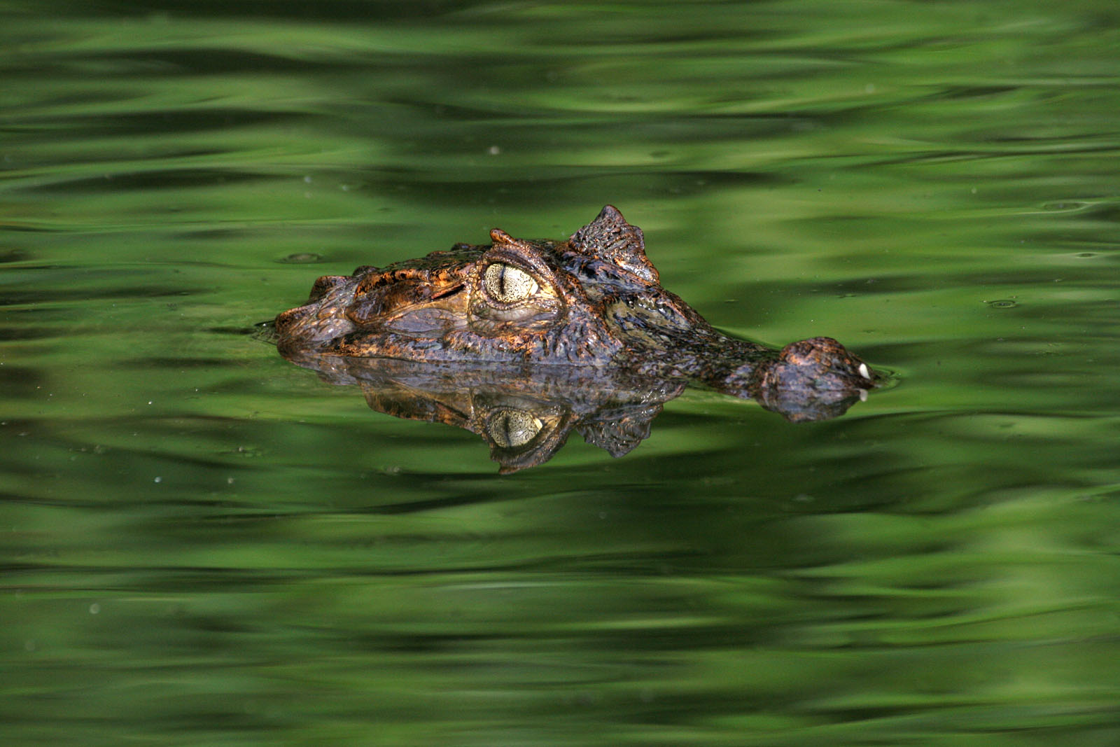 Kaiman (Caiman crocodilus)
