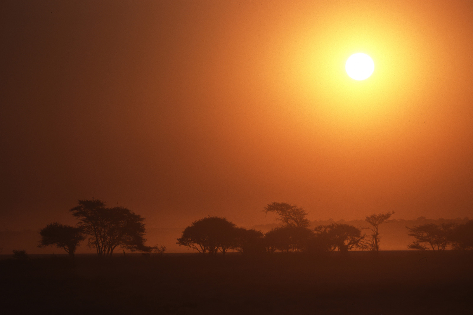 Sonnenuntergang in der Savanne