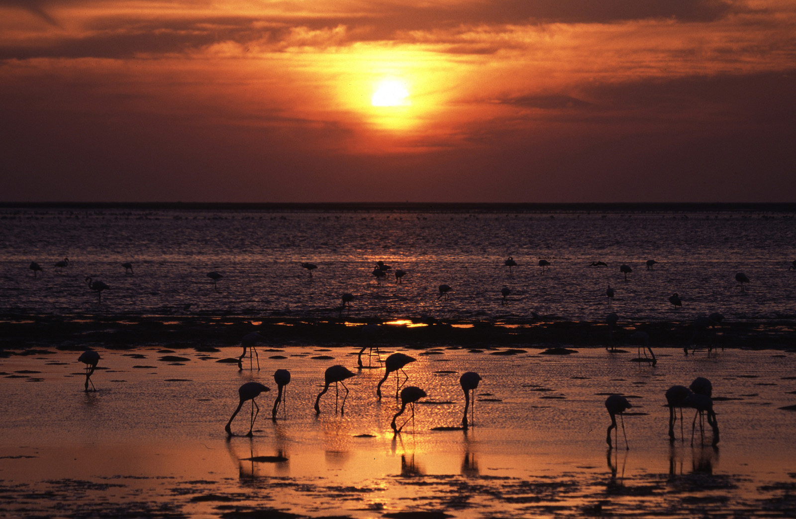 Rosaflamingo (Phoenicopterus roseus)